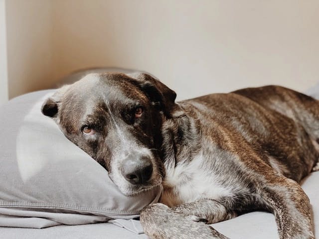Dog laying on a pillow on the bed
https://unsplash.com/photos/pkiZiMuZXgk